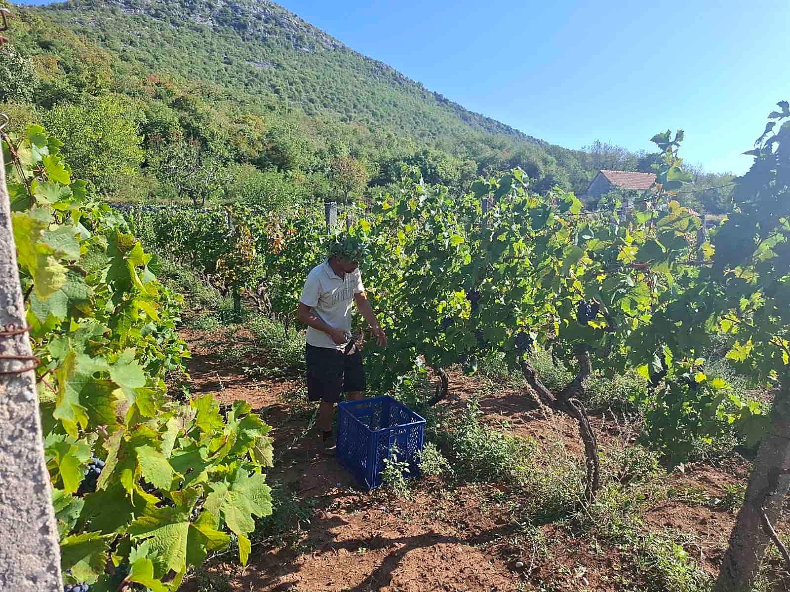Vinogradi Draževine